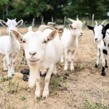 Mobilhomes Lacs D'armagnac Bretagne-d'Armagnac