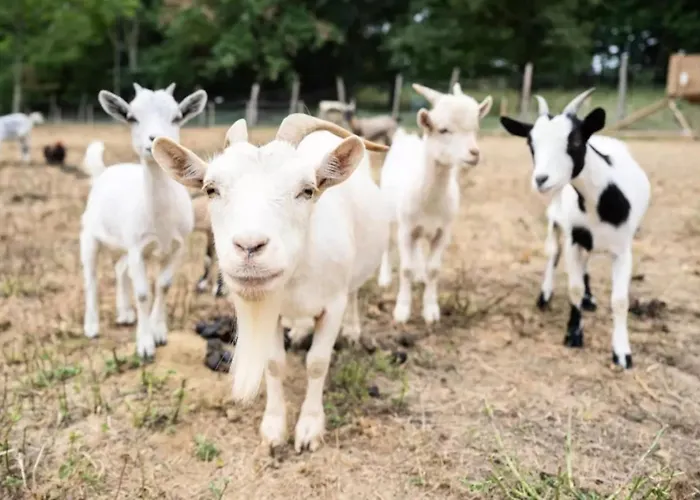 Mobilhomes Lacs D'armagnac Bretagne-d'Armagnac